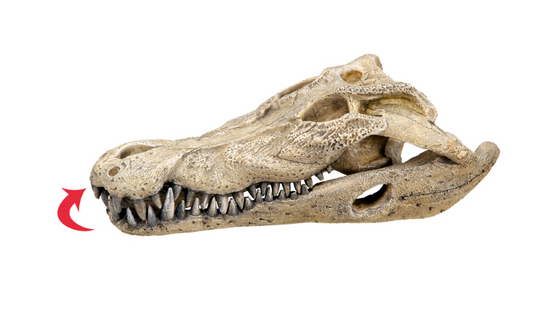 Crocodile Skull with Action