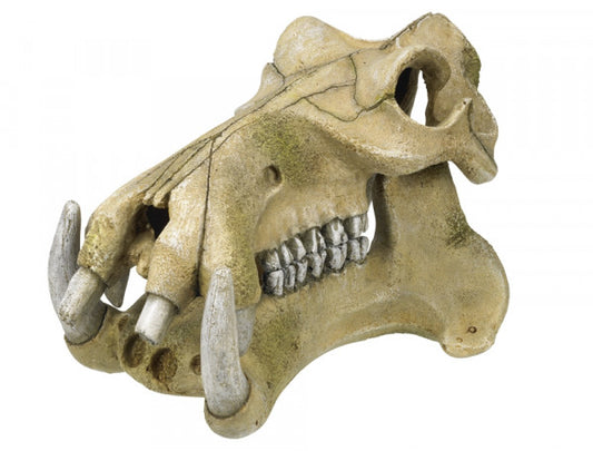 Hippo Skull