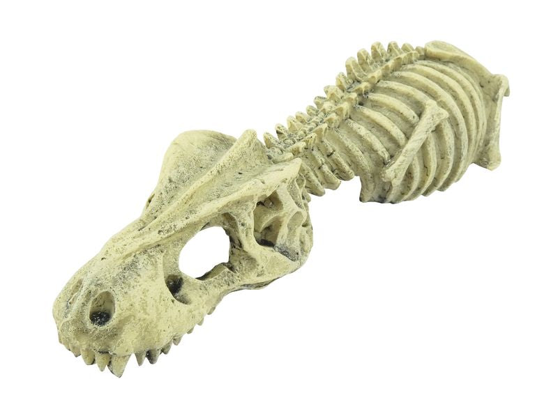 Dinosaur Skeleton