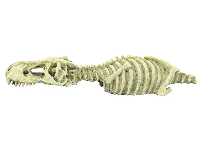 Dinosaur Skeleton