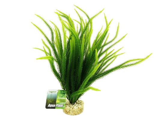 Majestic Ocean Plant