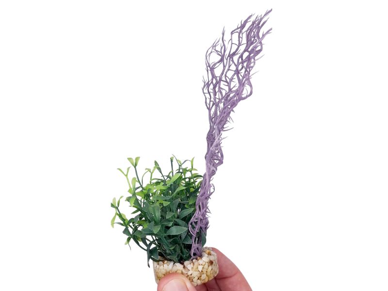 Coral Fern